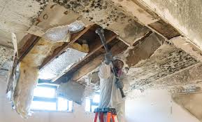 Why You Should Choose Our Mold Remediation Services in Southern View, IL